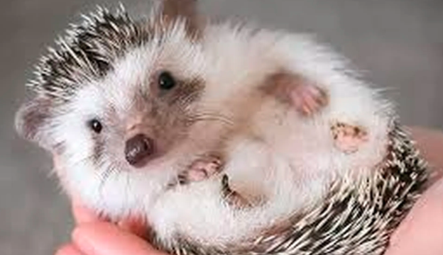 2 hedgehogs and 1 baby for sale
