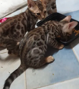 bangal kittens