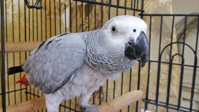 Parrot Casco